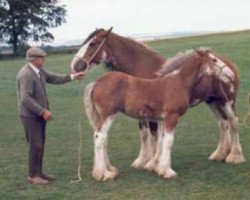 broodmare Collessie Bride's Blossom (Clydesdale,  , from Collessie All's Well)