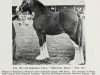 stallion Hayston Ideal (Clydesdale, 1965, from Glenord)