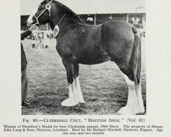 stallion Hayston Ideal (Clydesdale, 1965, from Glenord)