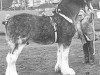 stallion Doura Sir Charles (Clydesdale,  , from Glenord Landmark)