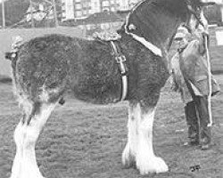 Deckhengst Doura Sir Charles (Clydesdale,  , von Glenord Landmark)