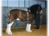 Deckhengst Phesdo Noble Scot (Clydesdale,  , von Woodhouse Turbo)