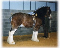 stallion Phesdo Noble Scot (Clydesdale,  , from Woodhouse Turbo)