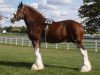 Deckhengst Bogton Barnaby (Clydesdale, 2005, von Phesdo Noble Scot)