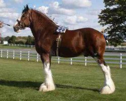 Deckhengst Bogton Barnaby (Clydesdale, 2005, von Phesdo Noble Scot)