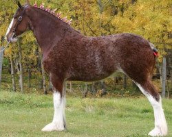 broodmare 2S Barnaby's Amazing Keepsake (Clydesdale, 2011, from Bogton Barnaby)