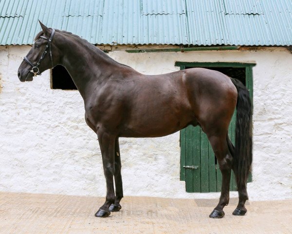 jumper Dunaghmore (Irish Sport Horse, 2013, from Ustinov)