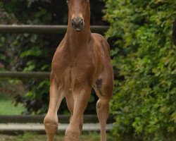 stallion Feuerherz C (Westphalian, 2018, from For Gold OLD)