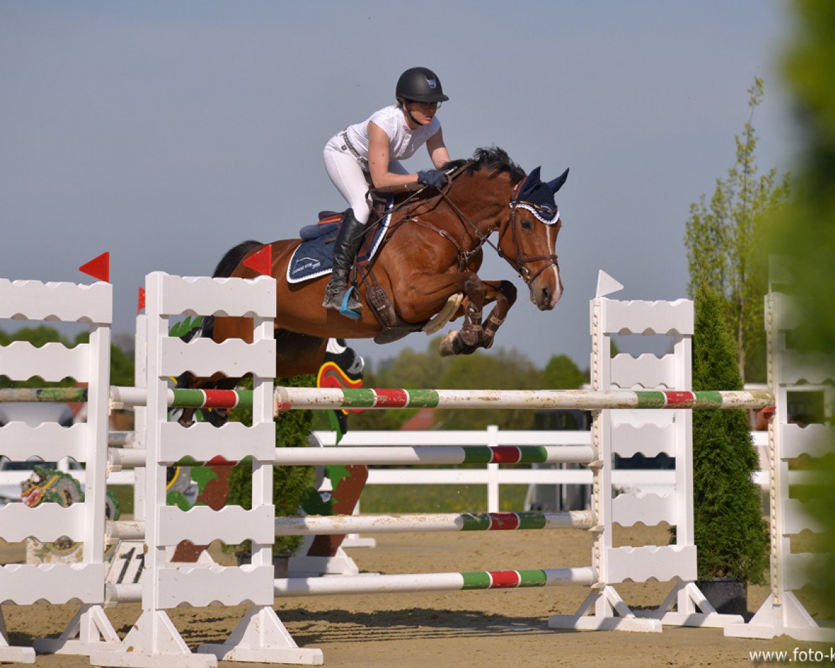 broodmare Quick Step (Holsteiner, 2009, from Quidam de Revel)