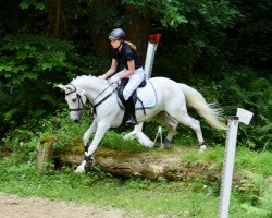 horse Timberland 12 (German Riding Pony, 2000, from Tequilla)