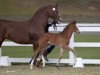 dressage horse Empire K (Westphalian, 2017, from Escolar)