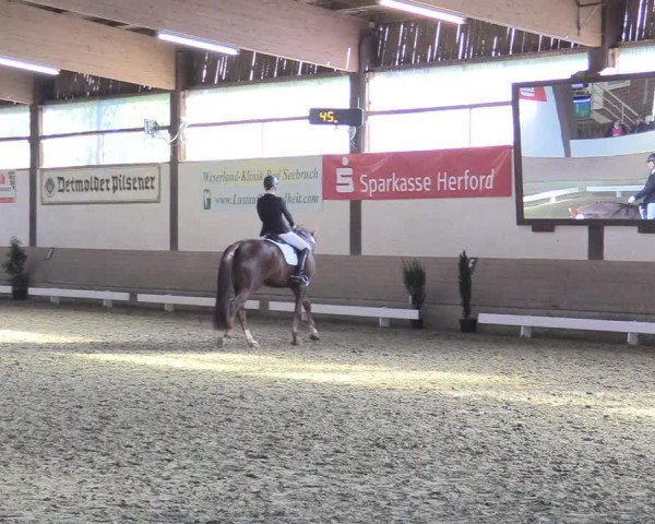 Reitturnier Vlotho-Valdorf 2017