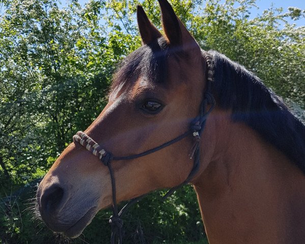 horse Braveheart 41 (German Riding Pony, 2007, from Bonfire)