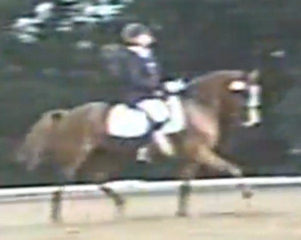 Pferd Natalie 45 (Deutsches Reitpony, 1994, von Donauwind)