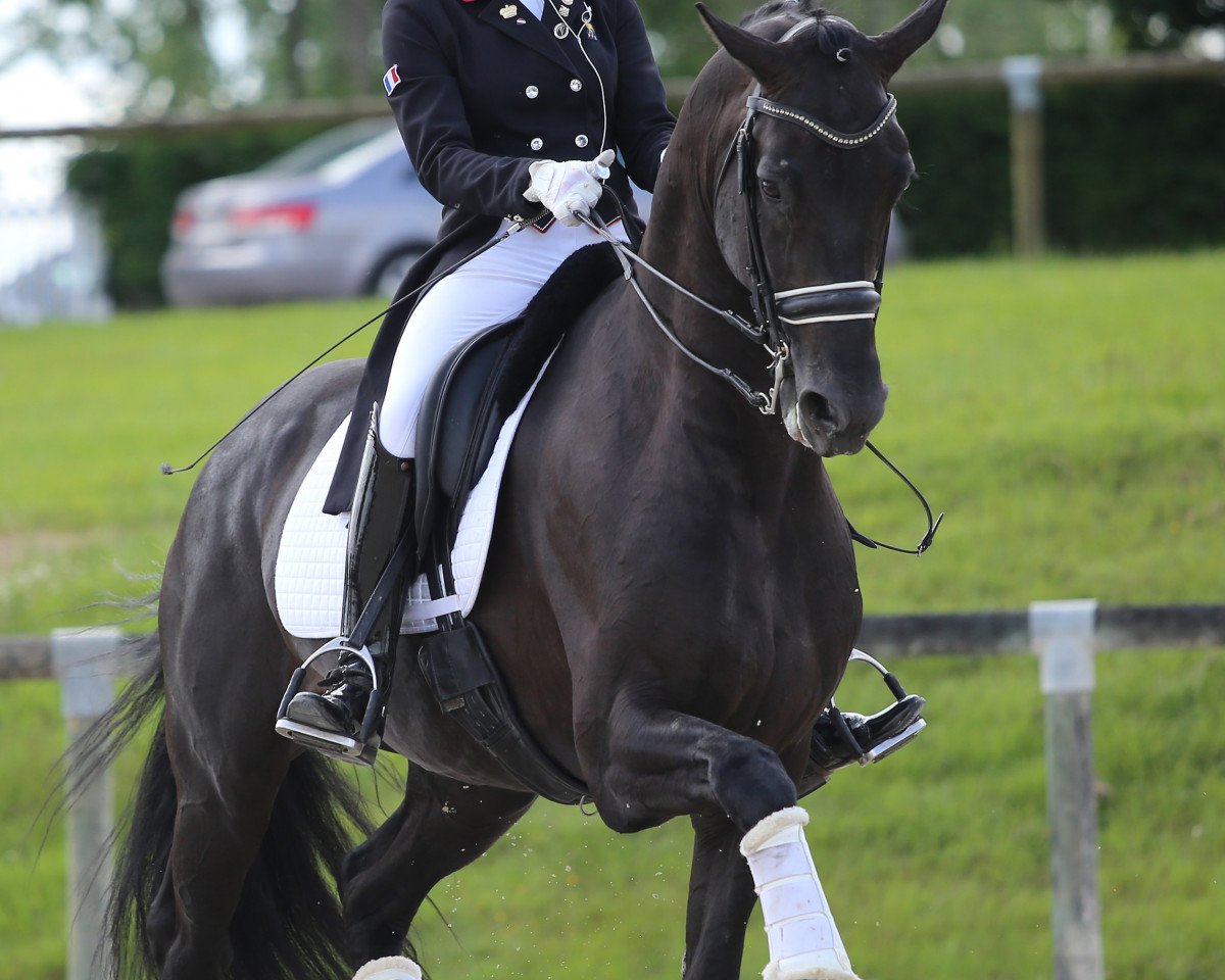 stallion Galaxie (KWPN (Royal Dutch Sporthorse), 2011, from Jazz)