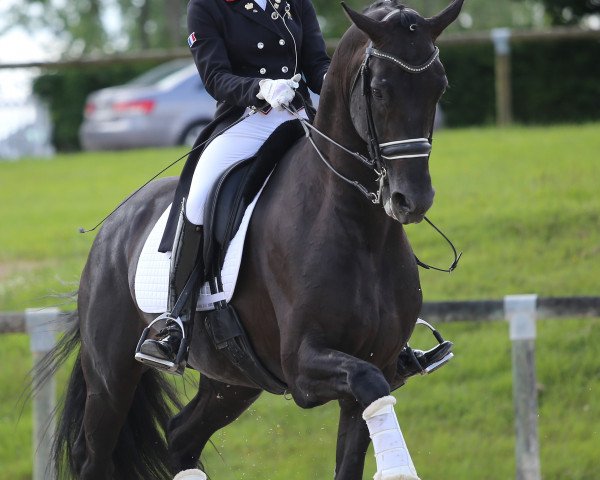 stallion Galaxie (KWPN (Royal Dutch Sporthorse), 2011, from Jazz)
