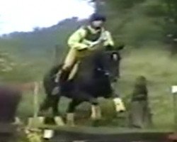 Pferd Weyher Deern (Hannoveraner, 1991, von World Cup III)