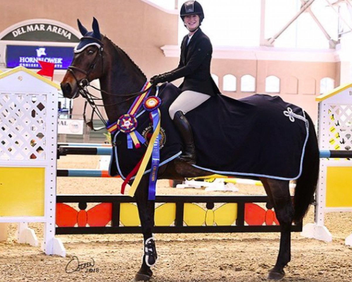 jumper Cadence (Swedish Warmblood, 2001, from VDL Cardento 933)