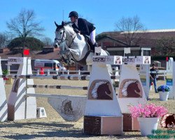 jumper Crescenda Z (Zangersheide riding horse, 2010, from Chippendale Z)