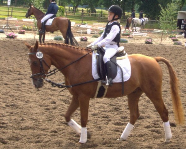 Pferd Brisbane's Buddy (Deutsches Reitpony, 2004, von Brillant's Golden Boy)