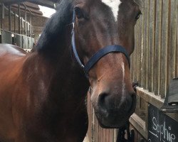 jumper Sophie 104 (Pony without race description, 2011)