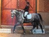 dressage horse Charlie Chaplin 22 (Holsteiner, 2012, from Catoo)