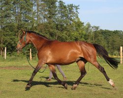 broodmare A Skinny Love (German Sport Horse, 2012, from Aljour II)