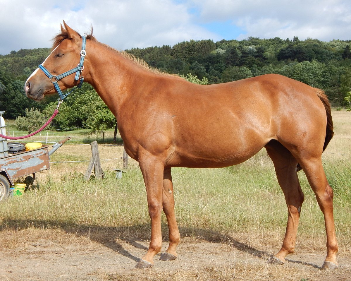broodmare BC Hollywood Flame (Haflinger, 2015, from BC Ultimate Roulette)