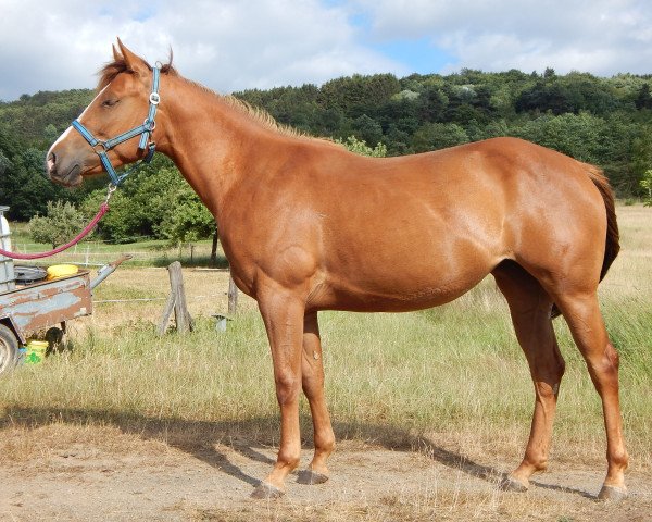 broodmare BC Hollywood Flame (Paint Horse, 2015, from BC Ultimate Roulette)