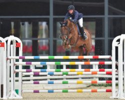 jumper Townhead Campus (Oldenburg show jumper, 2005, from Cartoon)