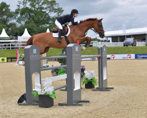 jumper Quick Stepp (Hanoverian, 2003, from Quidam's Rubin)