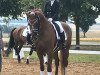 dressage horse Red Rose 30 (Württemberger, 2012, from Casskeni II)