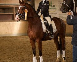 dressage horse Under Pressure (Westphalian, 2012, from Uptown)