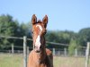 dressage horse Barbossa H (Westphalian, 2018, from Callaho's Benicio)