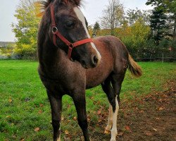 dressage horse Don 620 (German Riding Pony, 2018, from Del Piero 25)