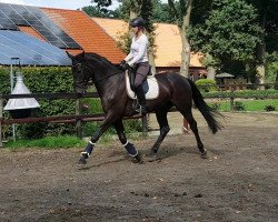 dressage horse Freed W (Oldenburg, 2015, from Fiderbach OLD)