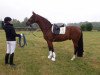 dressage horse El Supremo (Westphalian, 2013, from Ehrenstolz)