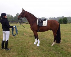 dressage horse El Supremo (Westphalian, 2013, from Ehrenstolz)