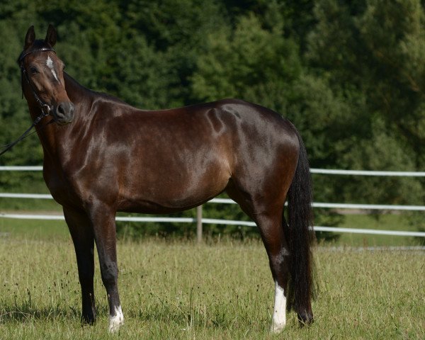 Springpferd Chocolate Peach (Württemberger, 2013, von Casiro I)