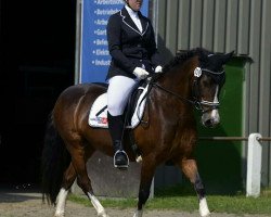 Dressurpferd Bonyto M (Welsh-Cob (Sek. D), 2000, von Balu)