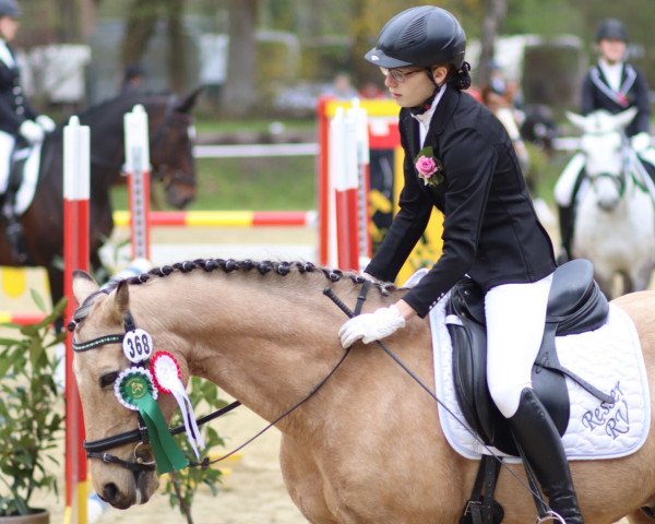 dressage horse Rokko (German Riding Pony, 1995)