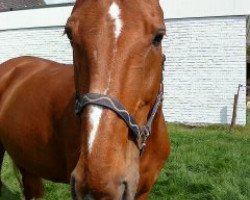 dressage horse Dorina (Hanoverian, 1993, from Dobrock)