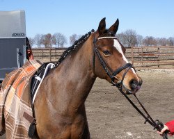 Zuchtstute Benice (Welsh Pony (Sek.B), 1997, von Horsegate Minstrel)