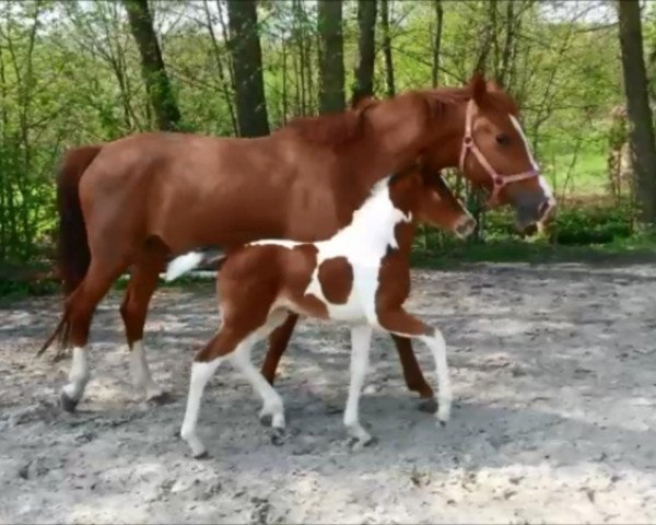 Pferd Philomena (KWPN (Niederländisches Warmblut), 2018, von Phönix)