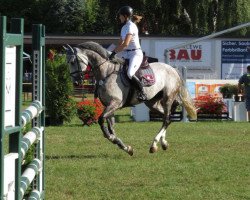 jumper Casanova 502 (Oldenburg show jumper, 2010, from Califax)