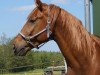 dressage horse Emilio Cash (Hanoverian, 2011, from Estobar NRW)