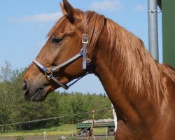 dressage horse Emilio Cash (Hanoverian, 2011, from Estobar NRW)