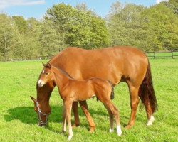 Springpferd Canbrino (Westfale, 2018, von Chacco's Son II)