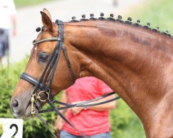 stallion Moosbachhof's Peron (Austrian Warmblood, 2000, from Placido-Sun)