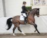 dressage horse Diatinus FB (Oldenburg, 2011, from Diamond Hit)